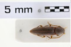 Foto (Dorsalansicht) von Cardiotarsus plebejus (Candèze, 1895) (NHMW-ZOO-COL-0006982)